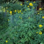 Golden Balls Rudbeckia hirta Cherry Brandy, egy virág a kerttervezés, egyre nagyobb a mag