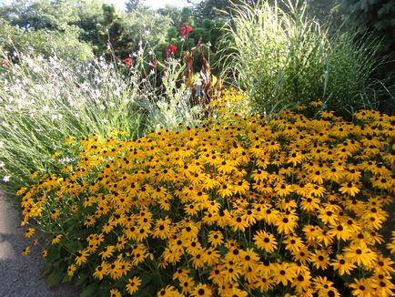 Golden Balls Rudbeckia hirta Cherry Brandy, egy virág a kerttervezés, egyre nagyobb a mag