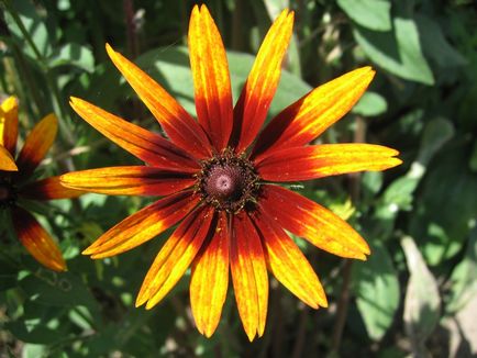 Golden Balls Rudbeckia hirta Cherry Brandy, egy virág a kerttervezés, egyre nagyobb a mag