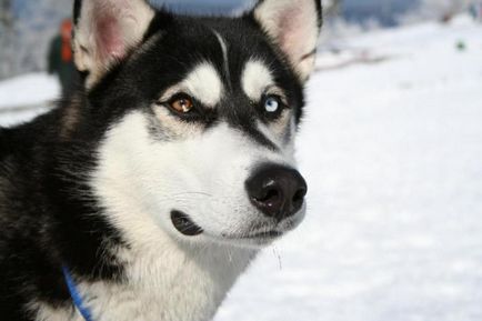 10 Interesante despre huskyul siberian