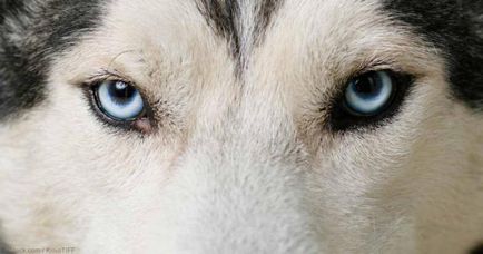 10 Interesante despre huskyul siberian