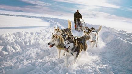 10 Interesante despre huskyul siberian