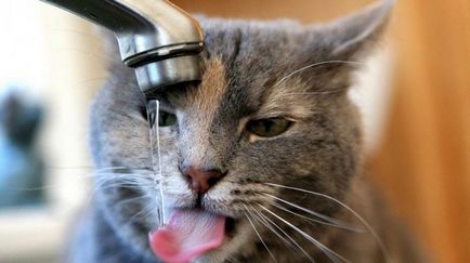12 Semne ale timpului de a bea un pahar de apă
