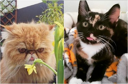 18 Imagini de pisici drăguțe domestice care provoacă afecțiune nelimitată