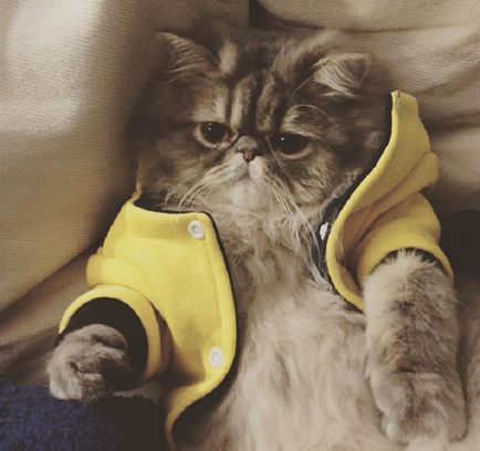 18 Фотографій милих домашніх котів, які викликають безмежне розчулення