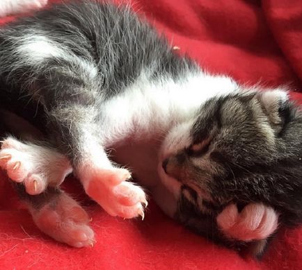 18 Фотографій милих домашніх котів, які викликають безмежне розчулення