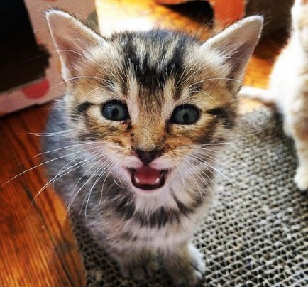 18 Imagini de pisici drăguțe domestice care provoacă afecțiune nelimitată