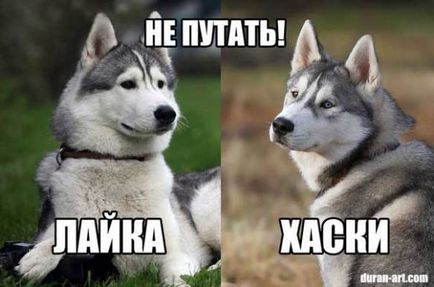 7 meglepő tény a Husky, a kutyám (husky) 7 meglepő tény a Husky, kutyáim