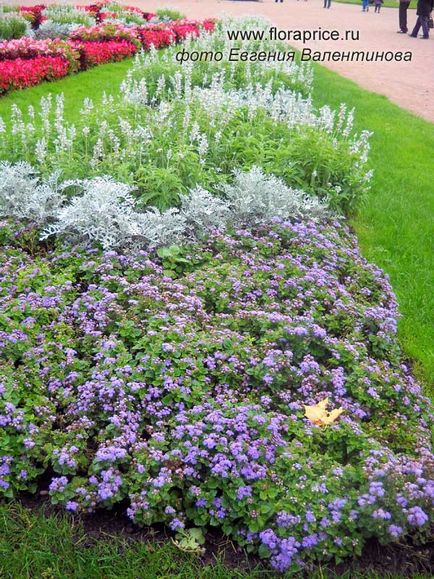 Ageratum - szép dísznövény kerti és otthoni