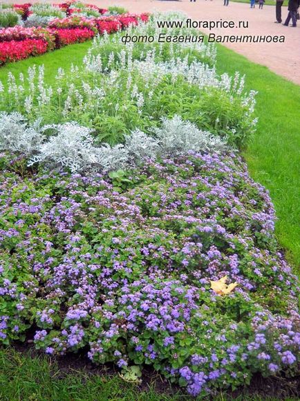 Ageratum - o frumoasă plantă decorativă pentru grădină și acasă