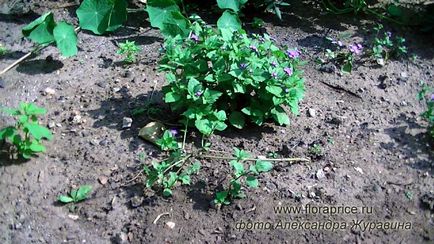 Агератум - гарна декоративна рослина для саду та будинку