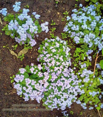 Ageratum - красиво декоративно растение за дома и градината
