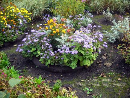 Ageratum - szép dísznövény kerti és otthoni