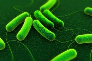 Bacteriile structurii și reproducerii, alimentației și respirației, sistematică și semnificație