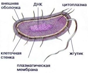 Bacteriile structurii și reproducerii, alimentației și respirației, sistematică și semnificație