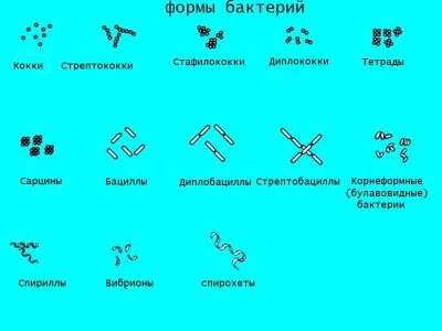 Bacteriile structurii și reproducerii, alimentației și respirației, sistematică și semnificație