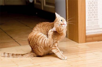 Flăcări într-o pisică cum să elimine puricii de la pisici și pisici, mijloace de retragere și de prevenire