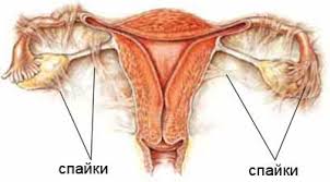 Betegség kismedencei ultrahang medence, a kezelés és a diagnosztika Moszkvában