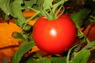 Bolile de tomate, agricultura auxiliară