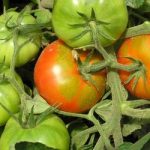 Bolile de tomate, agricultura auxiliară