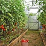 Bolile de tomate, agricultura auxiliară
