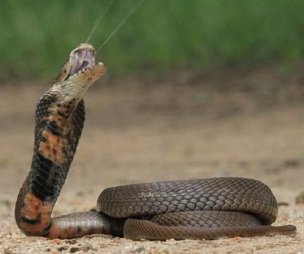 Cobra mare de scuipat maro - șarpe pe punctul de a dispărea