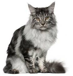 Pisica mare Maine Coon (pisica ratonului)