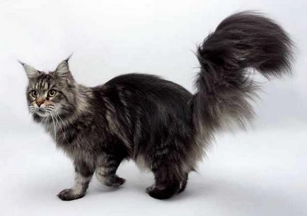 Pisica mare Maine Coon (pisica ratonului)