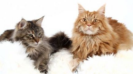 Pisica mare Maine Coon (pisica ratonului)