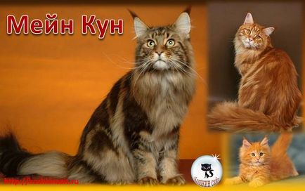 Pisica mare Maine Coon (pisica ratonului)