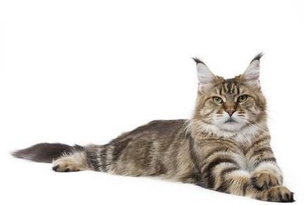 Великі кішки породи мейн-кун (єнотова кішка)