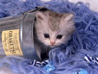 Бомбей, або бомбейська кішка покупка кошеня фото, скільки коштує ціна Бомбея бомбейського кошеня