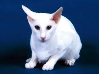 Бомбей, або бомбейська кішка покупка кошеня фото, скільки коштує ціна Бомбея бомбейського кошеня