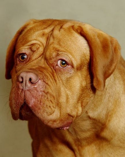Bordeaux Dog - descriere rasa, fotografie, descriere si recenzii ale proprietarilor