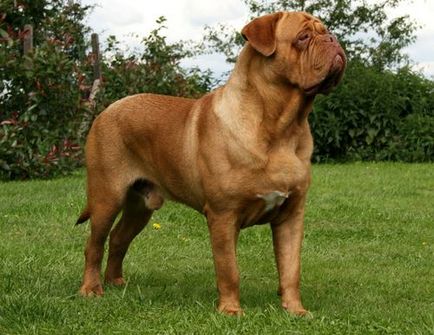 Bordeaux kutya - fajta leírás, fényképek, jellemzőit és vélemények tulajdonosok (bordeaux dog fotó áron vélemény tenyészteni kutyatulajdonosok érdekel karakter) Bordeaux kutya - fajta leírás, fényképek, jellemzőit és vélemények tulajdonosok
