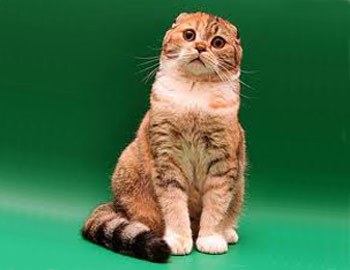 Британська короткошерста кішка - породи британських кішок