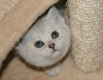 Британська короткошерста кішка - породи британських кішок