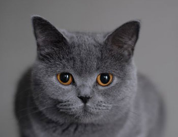 Brit rövidszőrű - tenyészteni brit macska