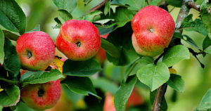 Mi a dekoratív almafa, és milyen minőségű a legjobb választani