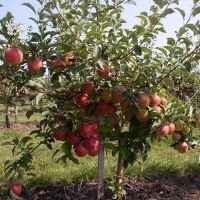 Mi a dekoratív almafa, és milyen minőségű a legjobb választani
