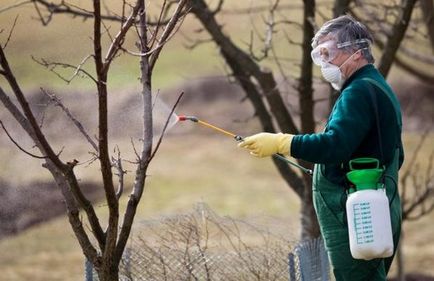 Descrierea mărfurilor decorative de măr, plantare și îngrijire