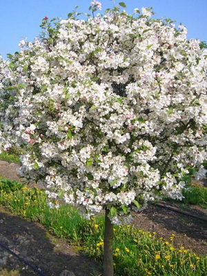 Dekoratív alma Photo fajták, ültetés, gondozás és metszési dísznövények almafák „jogdíj” fajták,