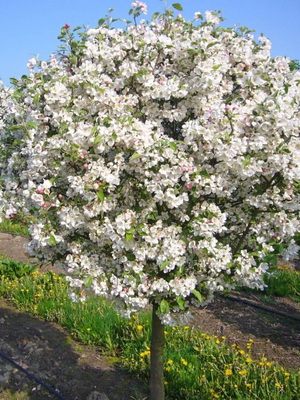 Decoratiuni de arbori de meri fotografie de soiuri, plantarea, îngrijirea și tăierea de soiuri decorative de mere de 