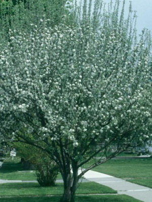 Decoratiuni de arbori de meri fotografie de soiuri, plantarea, îngrijirea și tăierea de soiuri decorative de mere de 