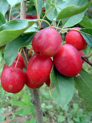 Декоративні яблуні фото сортів, посадка, догляд і обрізка декоративних яблунь сортів «роялті»,