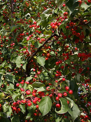 Decoratiuni de arbori de meri fotografie de soiuri, plantarea, îngrijirea și tăierea de soiuri decorative de mere de 