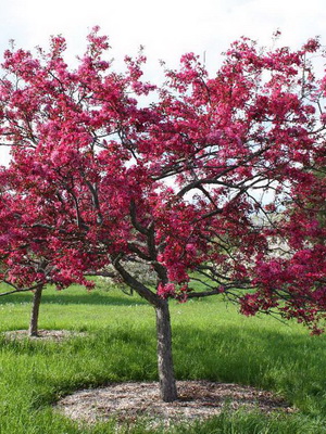 Decoratiuni de arbori de meri fotografie de soiuri, plantarea, îngrijirea și tăierea de soiuri decorative de mere de 