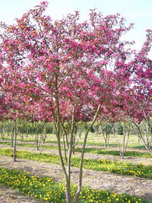 Декоративні яблуні фото сортів, посадка, догляд і обрізка декоративних яблунь сортів «роялті»,