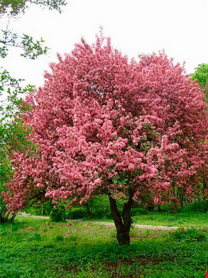 Decoratiuni de arbori de meri fotografie de soiuri, plantarea, îngrijirea și tăierea de soiuri decorative de mere de 