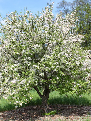 Decoratiuni de arbori de meri fotografie de soiuri, plantarea, îngrijirea și tăierea de soiuri decorative de mere de 